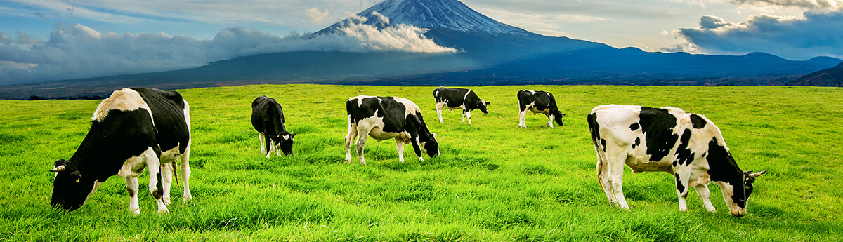 Food Processing